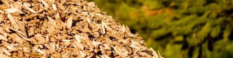 Regione Toscana _ BIOMASSE-INDAGINE ESPLORATIVA sull'utilizzo