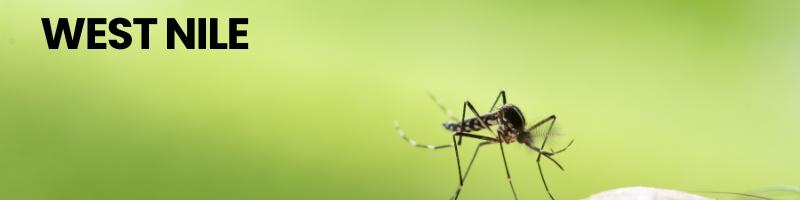 PREVENZIONE VIRUS WEST NILE