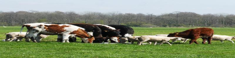 SERATA INCONTRO CON ALLEVATORI, ASSOCIAZIONI DI CATEGORIA, VETERINARI E LIBERI PROFESSIONISTI